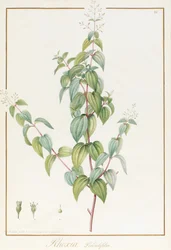 Rhexia Pendulifolia (wc och kroppsfärg över spår av grafit på veläng)